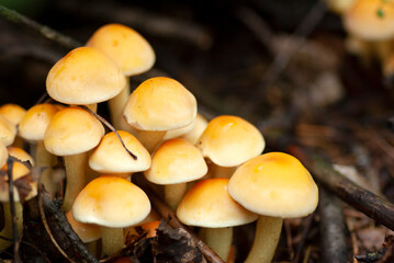 A group of small yellow mushrooms honey agarics.