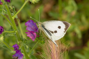 mariposa blanca posada sobre una flor violeta 