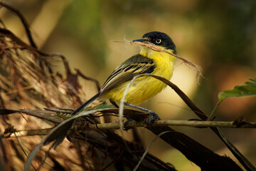 Common Tody-flycatcher - Todirostrum cinereum small black and yellow passerine bird in the tyrant...