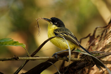 Common Tody-flycatcher - Todirostrum cinereum small black and yellow passerine bird in the tyrant...