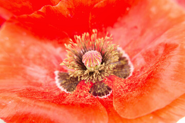 red poppy, close-up