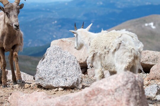 Scruffy Bighorn Ram Sticks His Tongue Out At Shedding Mountain Goat