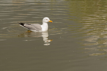 gaviota patiamarilla​ (Larus michahellis) nadando en el estanque del parque 