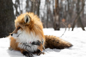 Fototapeta na wymiar Portrait of a red fox in a harness and on a leash chain lying on the snow in the winter forest with bare trees against the background of wildlife. domestication. Exotic unusual pet. High quality photo