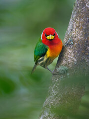 Red-headed Barbet - Eubucco bourcierii colorful bird in the family Capitonidae, found in humid highland forest in Costa Rica and Panama, Andes in western Venezuela, Colombia, Ecuador and Peru