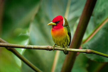 Red-headed Barbet - Eubucco bourcierii colorful bird in the family Capitonidae, found in humid highland forest in Costa Rica and Panama, Andes in western Venezuela, Colombia, Ecuador and Peru
