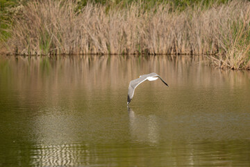 gaviota patiamarilla​ (Larus michahellis) volando sobre el estanque del parque 