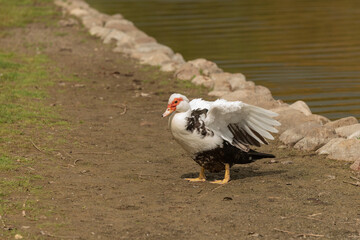 pato criollo  (cairina moschata) en el estanque del parque 