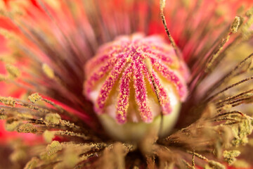 centre of the poppy flower, close-up