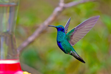 Fototapeta na wymiar Hummingbird in Ecuador
