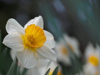 Blooming white daffodil in the garden