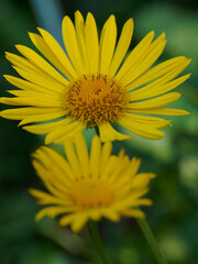Blooming yellow flower in the garden