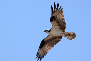 Osprey (fish hawk) flying high above nest with mate, fixing nest, fishing or mating on beautiful...