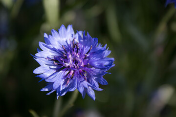 blue flower of a thistle