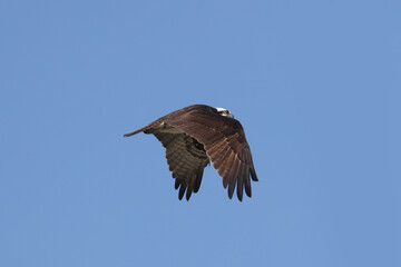 Osprey (fish hawk) flying high above nest with mate, fixing nest, fishing or mating on beautiful early spring day against bright blue sky