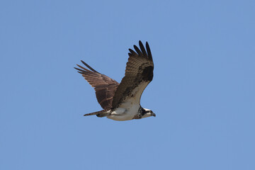 Obraz premium Osprey (fish hawk) flying high above nest with mate, fixing nest, fishing or mating on beautiful early spring day against bright blue sky