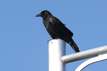 Crow on street light well adapted to living in town on beautiful blue early spring day sky
