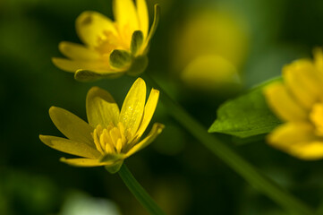 Caltha palustris (Kingcup, Marsh Marigold) , in the morning in the grass, close up