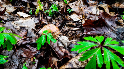 leaves on the ground