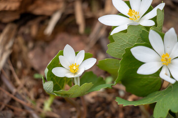 Bloodroot flower, blooming on the forest floor