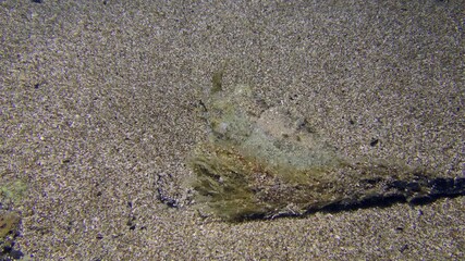 Common cuttlefish (Sepia officinalis) sits on the bottom next to a similar object and changes color and shape to mimic it. Mediterranean.