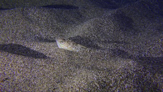 The night hunter Greater weever (Trachinus draco) waits for its prey partially or completely buried in the sand.
