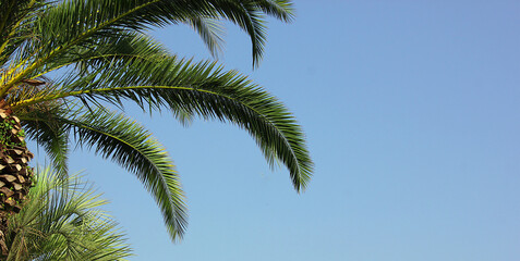 A branch of a palm tree against a blue sky. Holiday. The palm tree is located on the left. Grunge palm background. Copy space for text. Banner