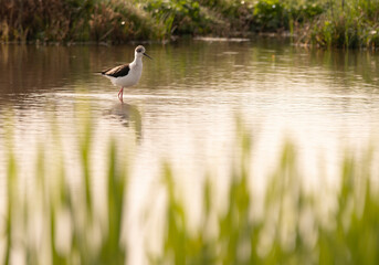 Himantopus himantopus 
in a small puddle in the morning