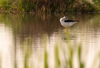 Himantopus himantopus 
in a small puddle in the morning