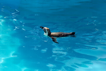 Penguin swimming in clear water