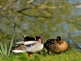 relaxing ducks, taking a nap by the pond