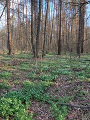 Spring forest full of snowdrops.