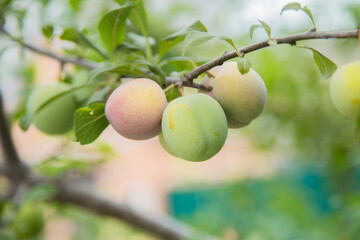 Green plum fruit on a branch surrounded by green leaves