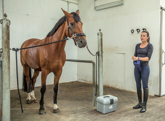 Closeup shot of a harnessed horse and its rider