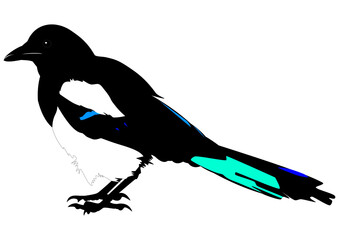 Illustration of a Eurasian magpie in a transparent background