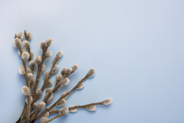 Pussy willow branches on a blue isolated background for Easter lies diagonally with place for your text. The holiday of light Easter.