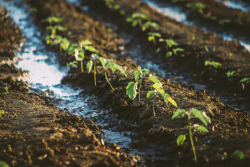 PLANTATION OF EGGPLANTS IN THE OPEN SKY IN ITS FIRST STAGE