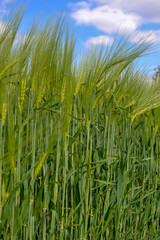 The rye growing in the field.  Gramineae Family.