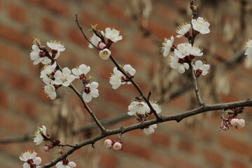 White flowers on a red brick background