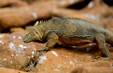 iguana over a rock in Galapagos