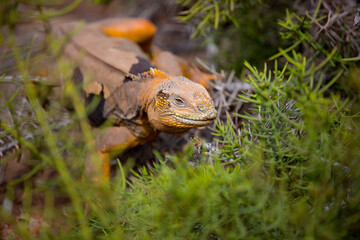 Fototapeta premium iguana over a rock in Galapagos