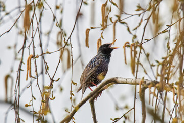 snowbird on the green spring grass (Turdus pilaris)