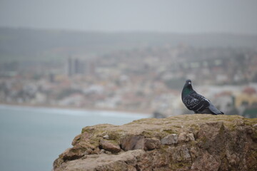 roman ruins at algeria tipaza