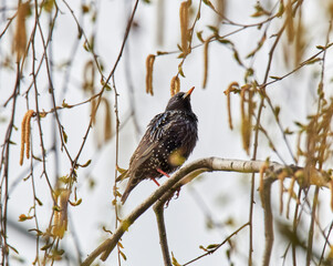 snowbird on the green spring grass (Turdus pilaris)
