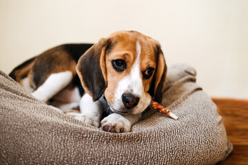 Dog Snack Chewing Sticks for puppies. Beagle puppy eating Dog Snack Chewing Sticks at home. Beagle...