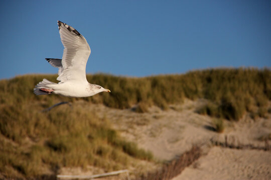 M&ouml;ve fliegt &uuml;ber den Strand