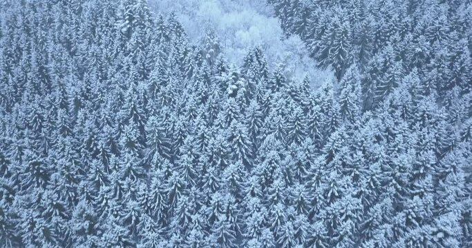 Scandinavian winter forest flyover