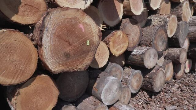 stockage de bois tronc d'arbre