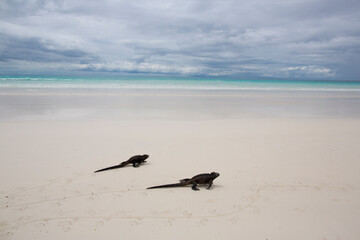 iguanas on a white sandy beach in Galapagos Islands