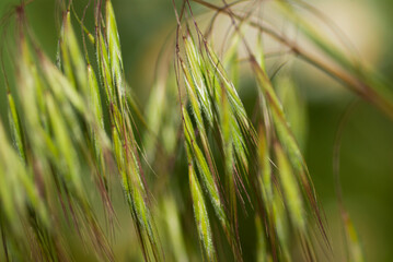 Green spikelets of grass close-up.